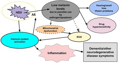 Melanin: a unifying theory of disease as exemplified by Parkinson’s, Alzheimer’s, and Lewy body dementia